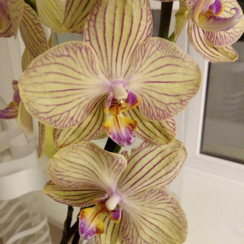 Орхидея торино фото и описание сорта