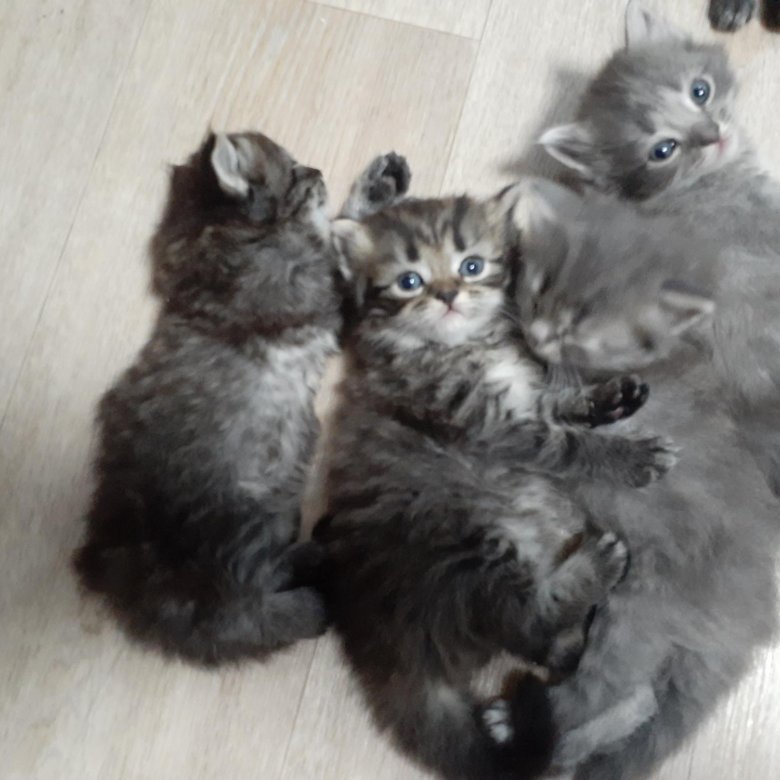 Кошки авито нижний новгород