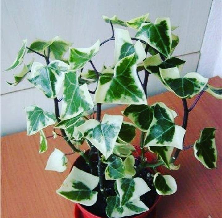 Крестовник крупноязычковый уход в домашних условиях фото Крестовник Senecio Macroglossus - купить в Иваново, цена 250 руб., продано 9 авг