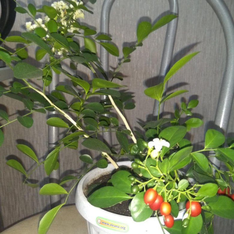 Цветок Мурайя Купить На Авито