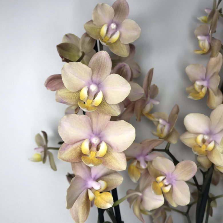 Орхидея фаленопсис парфюмерная фабрика – купить в Санкт-Петербурге, цена 1  500 руб., продано 28 августа 2020 – Растения и семена