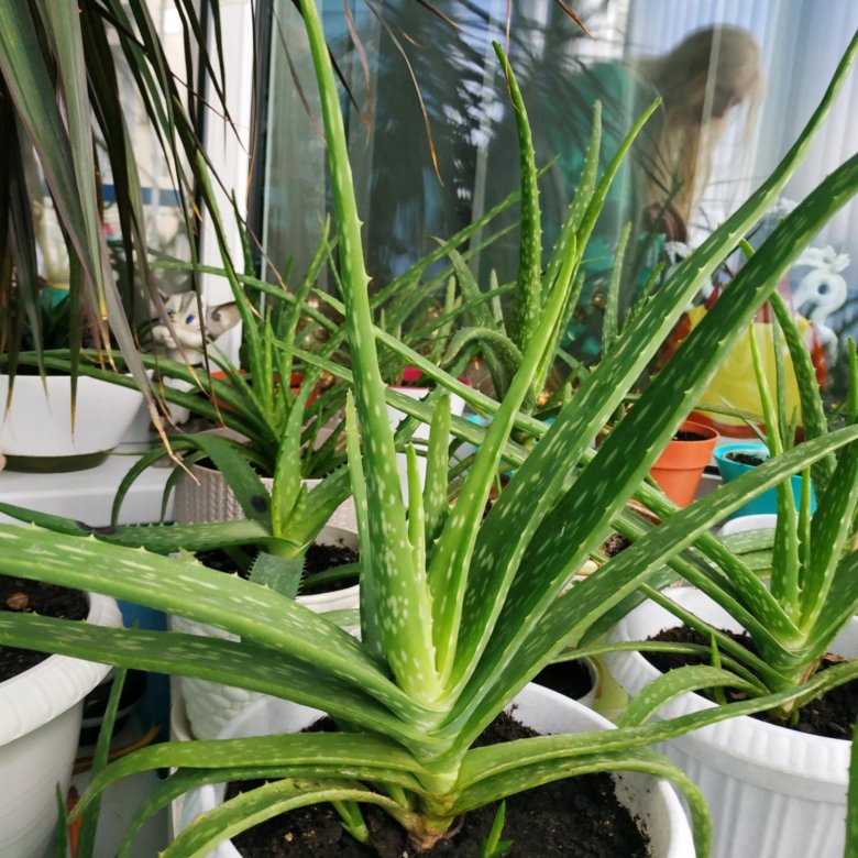 Алоэ-Вера. Бали. – купить в Санкт-Петербурге, цена 200 руб., дата ...