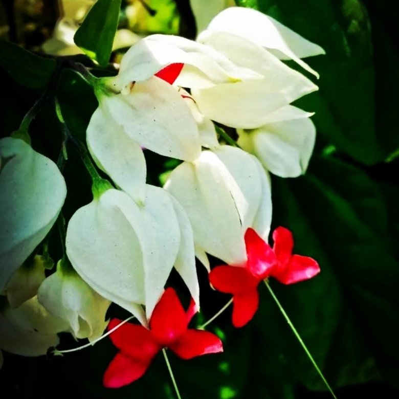 Молодые кустики Клеродендрума Томпсона 🍒💓😍👌 – купить, цена 225 руб ...