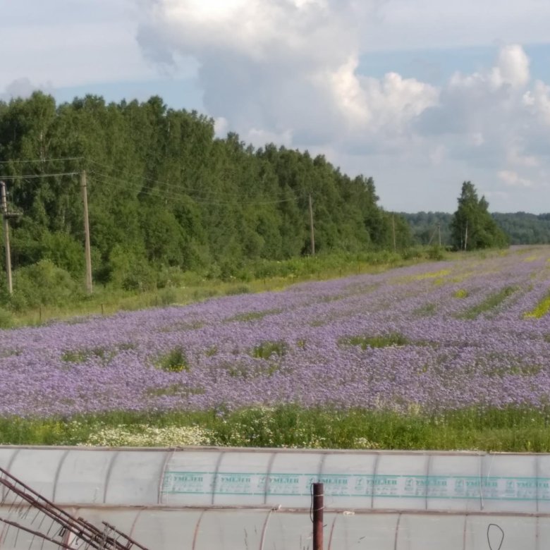 займы 50000 в томске