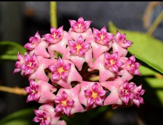 Hoya SP UT 033