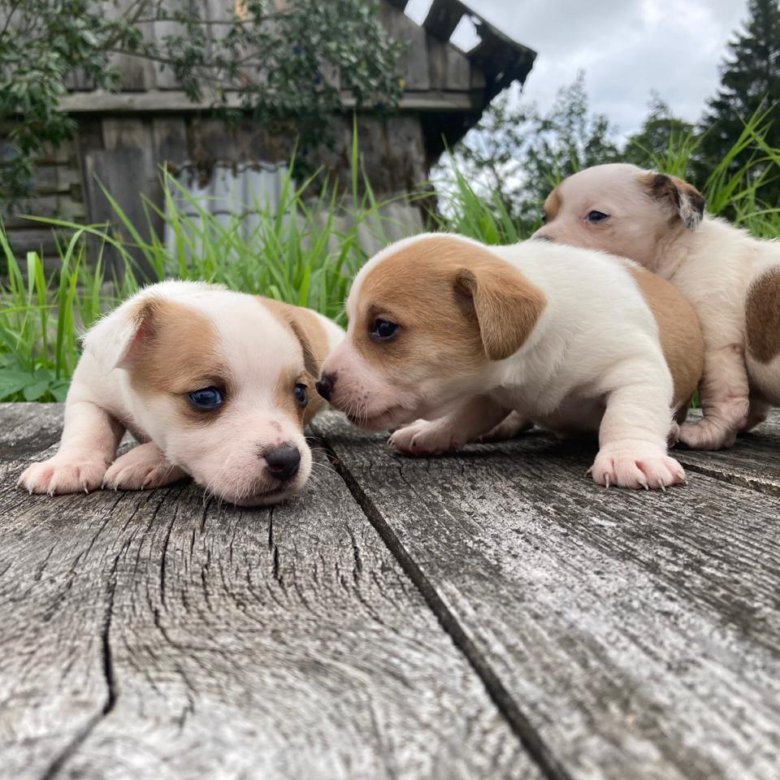 Купить Собаку Джек Рассел В Спб
