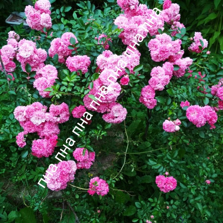 Розовые Розы плетистые (саженцы) – купить в Москве, цена 200 руб ...