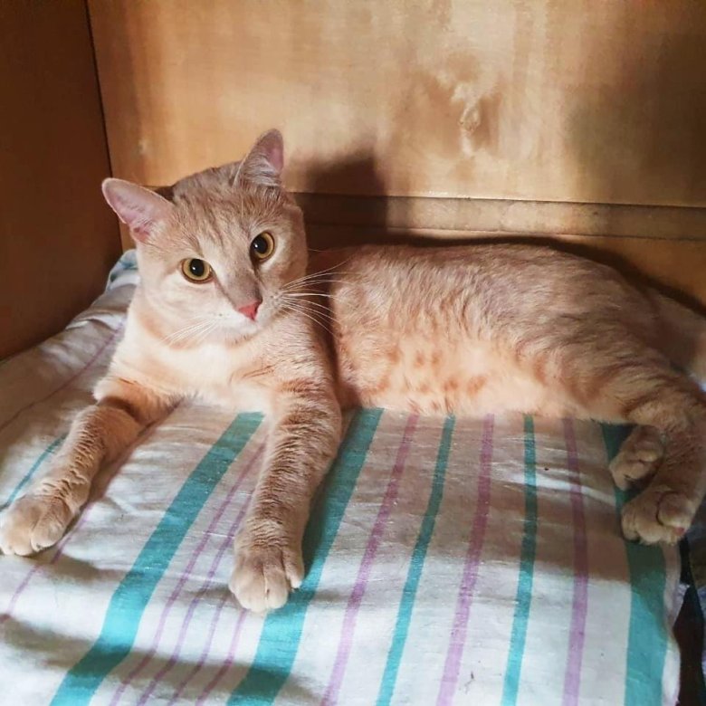 Рыжий котик симба