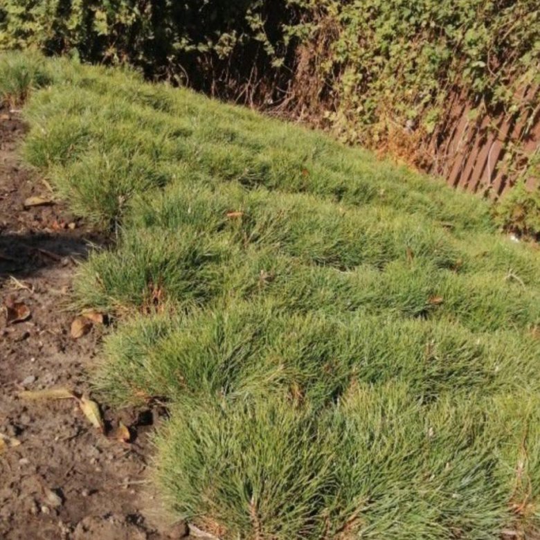 Сосна Крымская Купить В Краснодаре