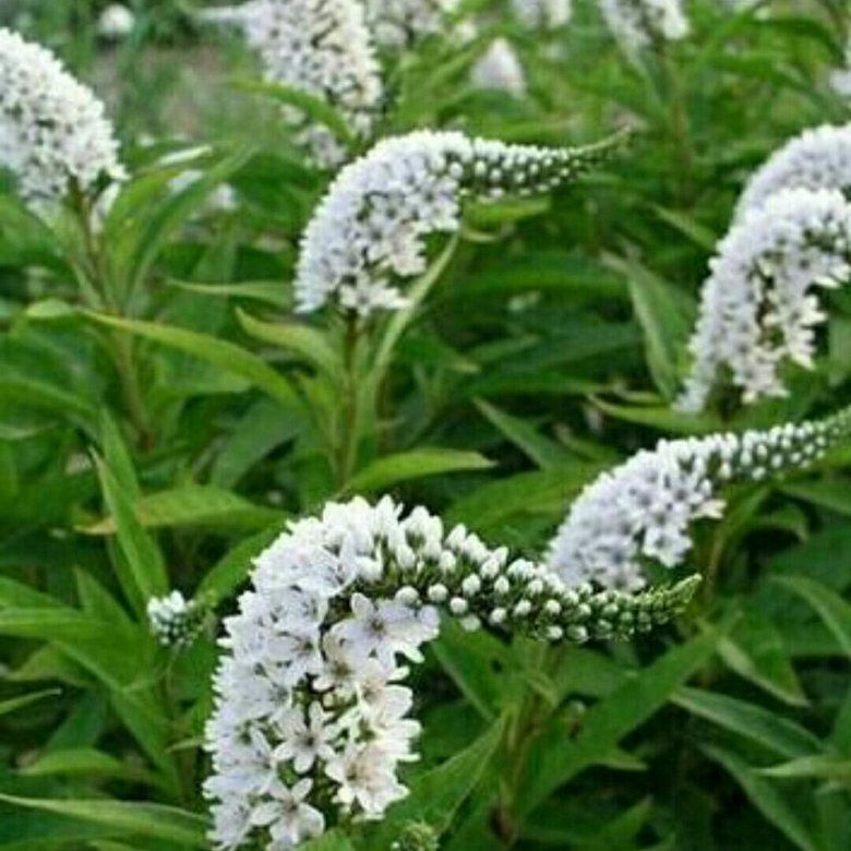 Вербейник Clethroides