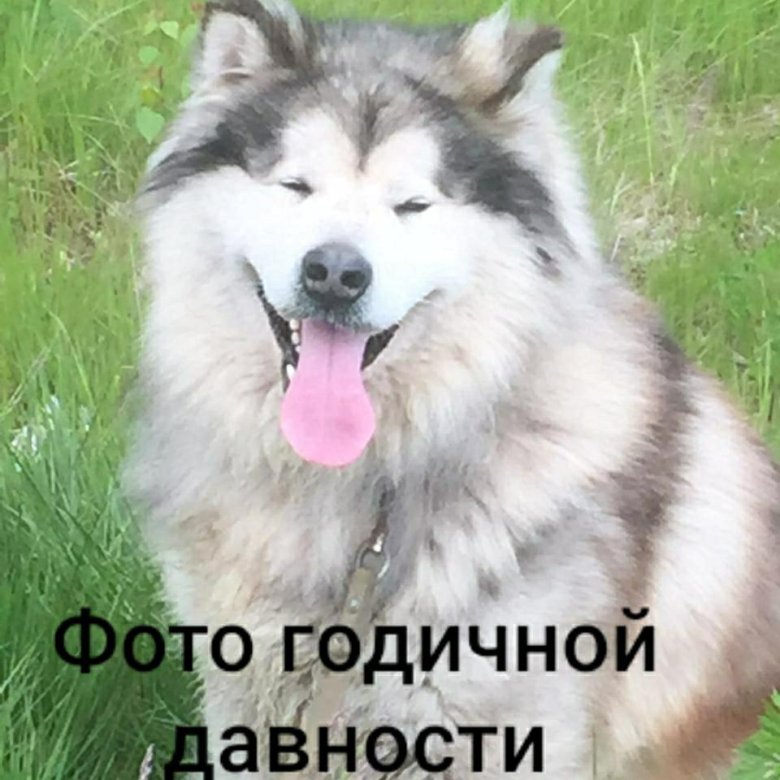 отличная метисочка