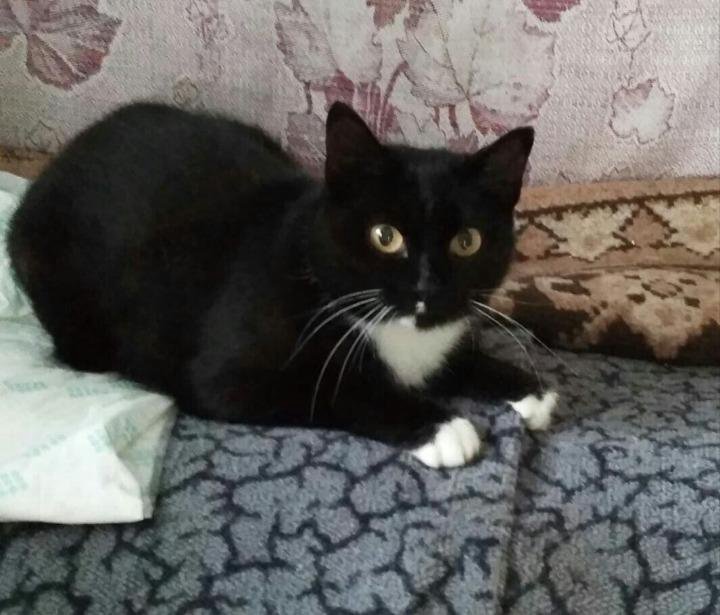 Маркиз кот