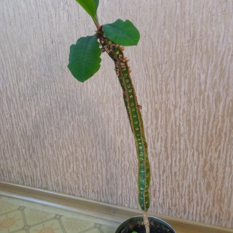 Комнатный молочай – купить в Туре, цена 250 руб., дата размещения: 11. ...