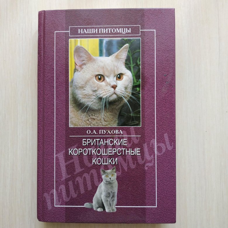 Британский кот с книгами.