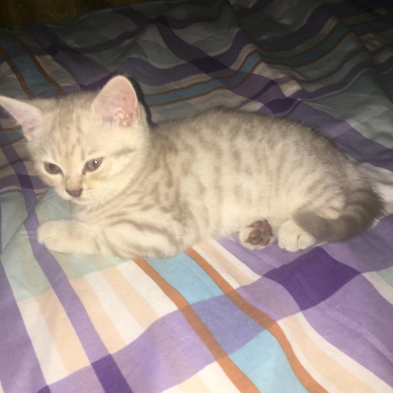 Киски ириски – купить в Москве, цена 5 000 руб., продано 26 октября ...