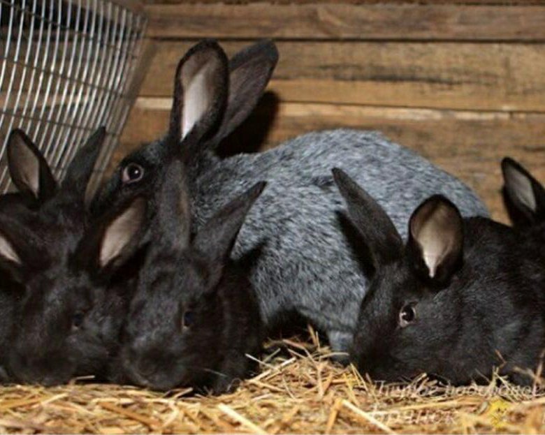 В питомнике живет несколько кроликов разного. Черный кролик. Стайка для кроликов. Клетка для кроликов. Кролик черно серый.