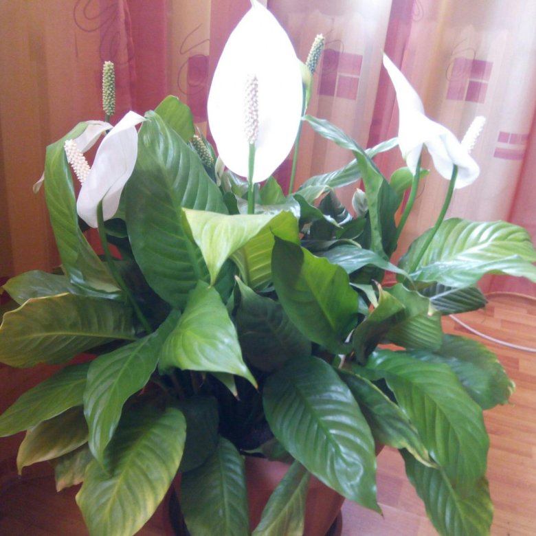 Спатифиллум – купить в Прокопьевске, цена 100 руб., истекает через 1 ...