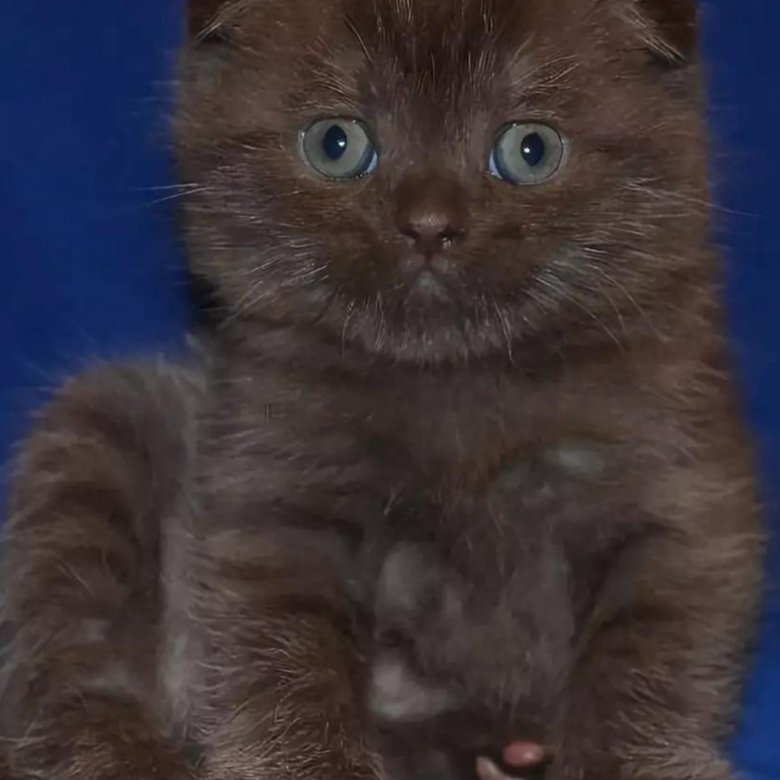 Шотландская Шоколадная Кошка Фото
