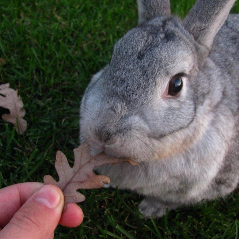 Кролик шиншилла. Сельское хозяйство урюпинска. Авито коровы урюпинск. Сельскохозяйственных животных в урюпинске. Авито урюпинск животных.