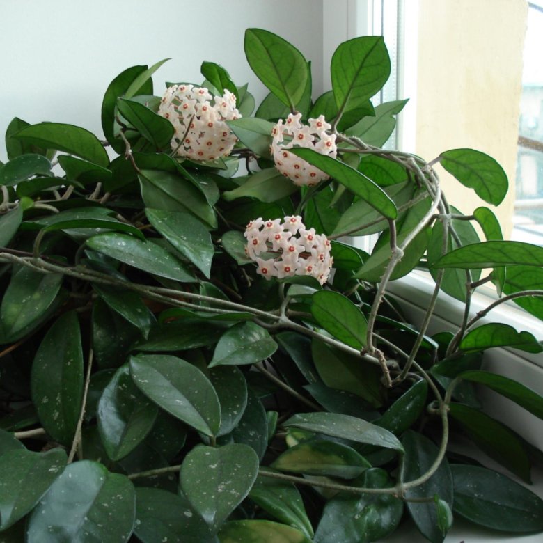 Хойя Hoya burtoniae