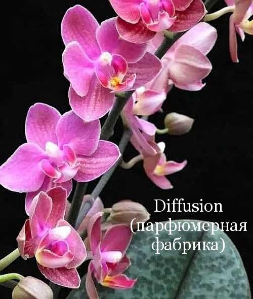 Орхидея Diffusion (парфюмерная фабрика) – купить в Красноярске, цена 700  руб., продано 7 января 2021 – Растения и семена