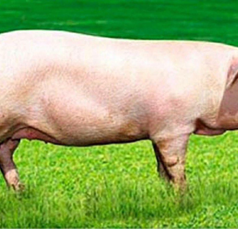 Купить свинину живым весом. Ландрас (порода свиней). Поросята ландрас. Крупная белая порода свиней. Ланграсы порода морпосят.