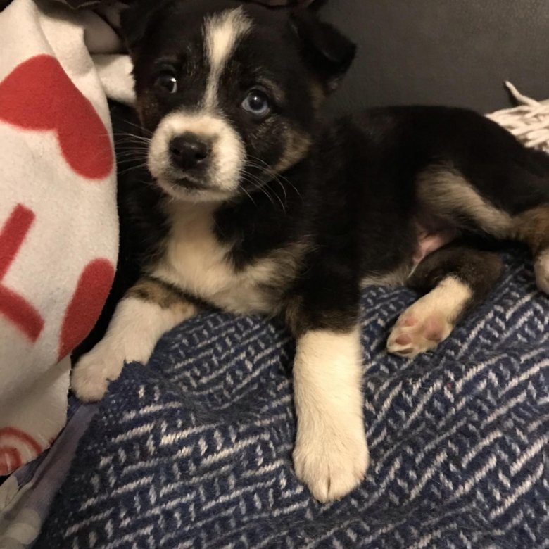 авито симферополь собаки. питомник собак в симферополе. булик собака цена в крыму. авито симферополь собаки. алабай во дворе.