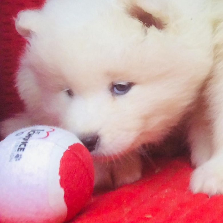 Лучшие из лучших-наши самоеды – купить в Москве, цена 19 555 руб., дата ...