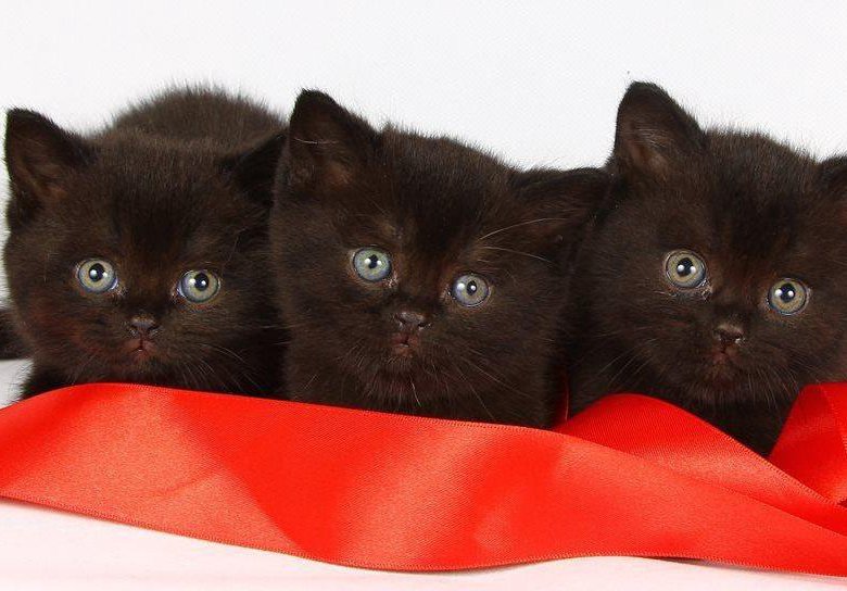 Кот черно шоколадный. Британские котята черные. Шоколадно черный кот. Британские котята черно шоколад. Шоколадно черный котенок.
