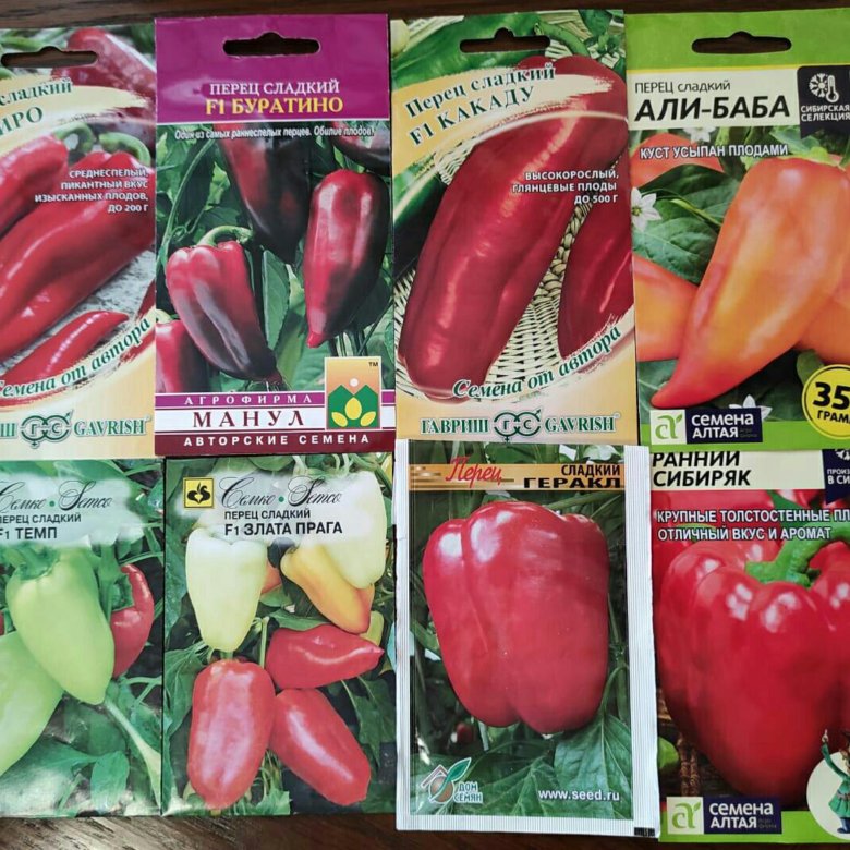 пикировка перца на рассаду. рассада перца. перец сладкий рассада. перец паприка рассада. росток болгарского перца.