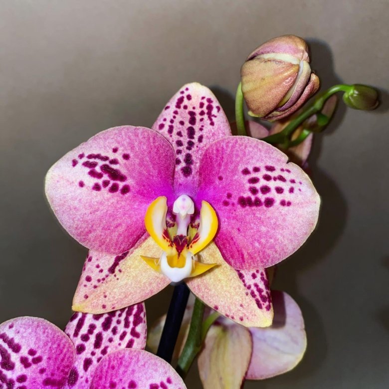 Пиниф орхидея фото и описание