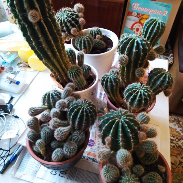 Кактус – купить в Москве, цена 50 руб., дата размещения: 09.02.2023 ...