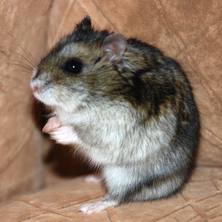 Джунгарский хомячок. Джунгарский хомяк серый. Джунгарские хомяки сапфиры. Джунгарик отзывы. Хомячки джунгарики белые.