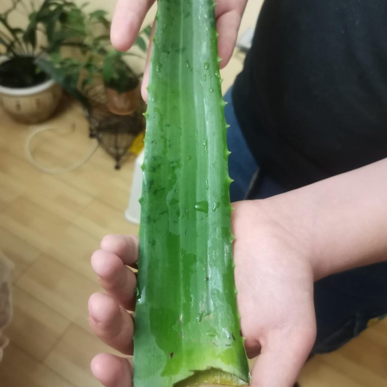 Лечебное Алоэ Вера, листья, растения от 5 лет – купить в Москве, цена ...