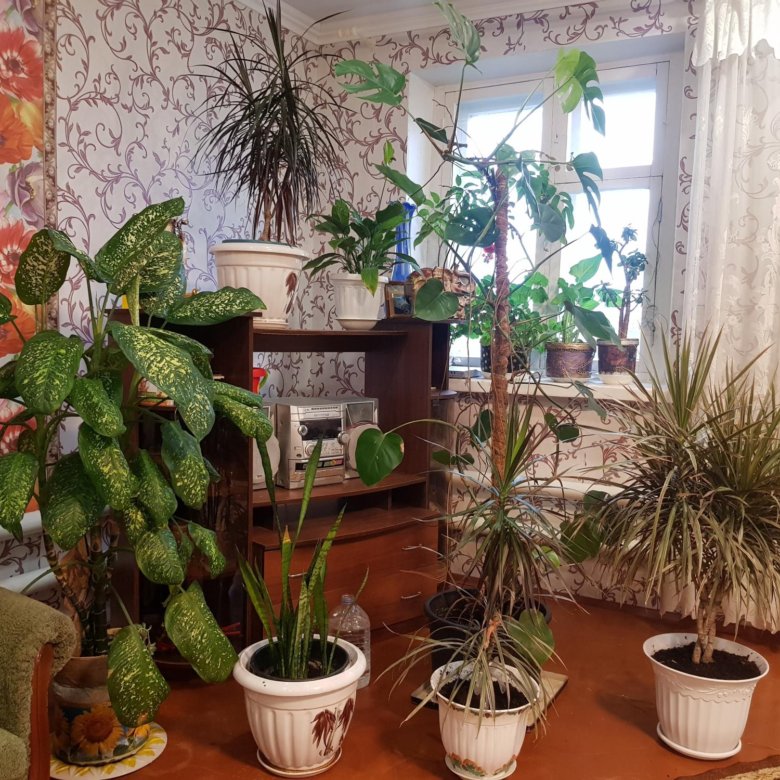 Комнатные растения много цветов – купить в Казани, цена 100 руб., дата ...