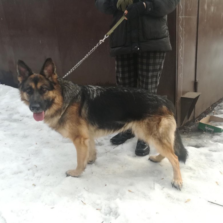 Воронеж отдам