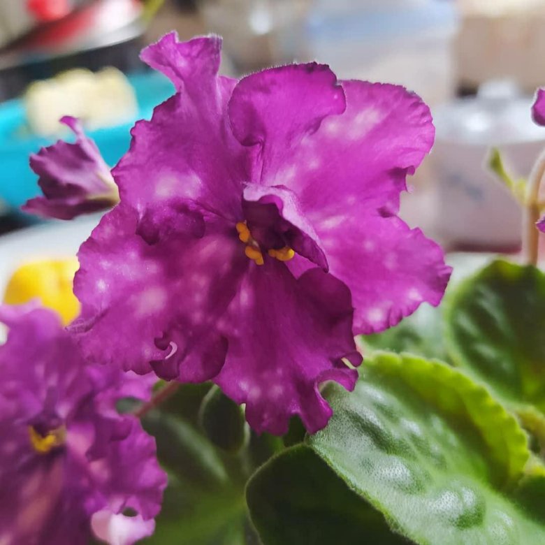 Фиалка – купить в Перми, цена 80 руб., дата размещения: 28.05.2023 ...