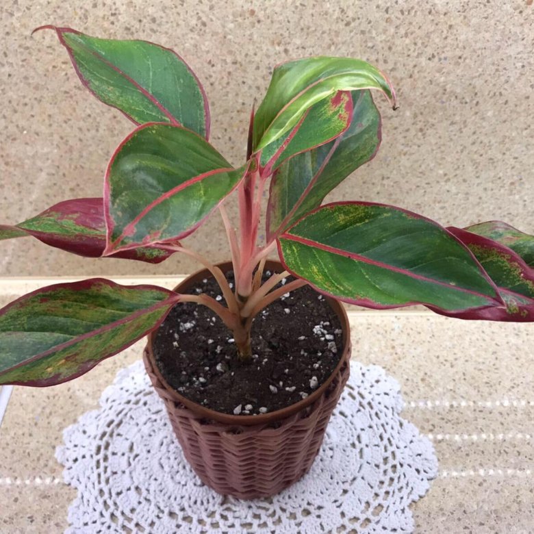 Аглаонема Крит – купить в Тюмени, цена 850 руб., дата размещения: 18.03 ...