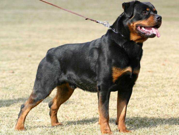 Rasen Rottweiler: Karakteristika och temperament