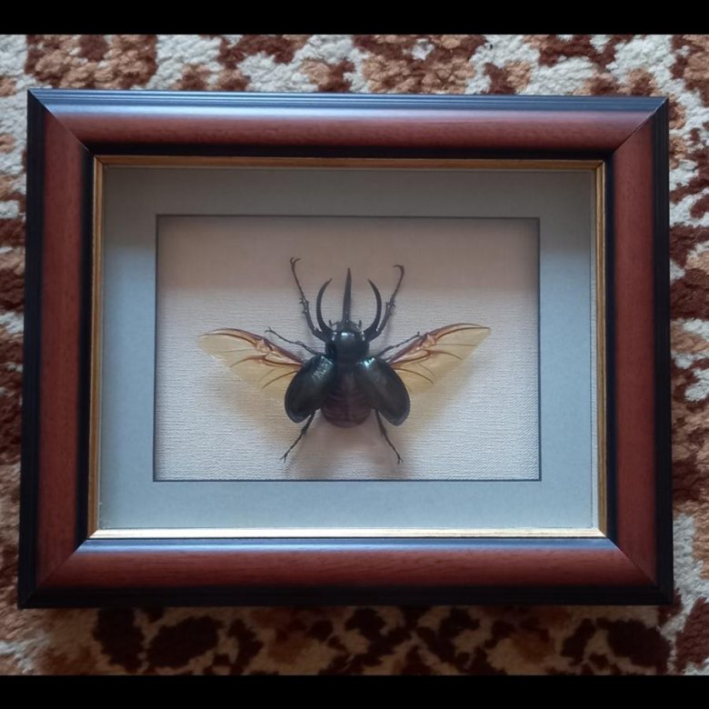 Жук носорог(Chalcosoma atlas) ост. Ява Индонезия – купить в Московском ...