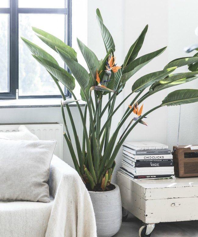 Стрелиция николая фото уход в домашних Стрелиция Strelitzia Райская птица - купить в Краснодаре, цена 650 руб., продано