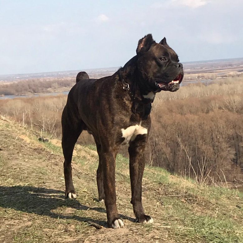 Купить Собаку Порода Боксер Авито