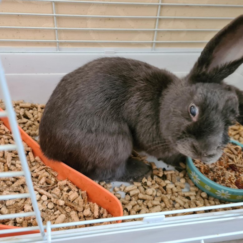 авито сургут животные. коты за 1 рубль. экзотические животные омской области. зампа вольер восьмисекционный. чихуахуа в гневе.