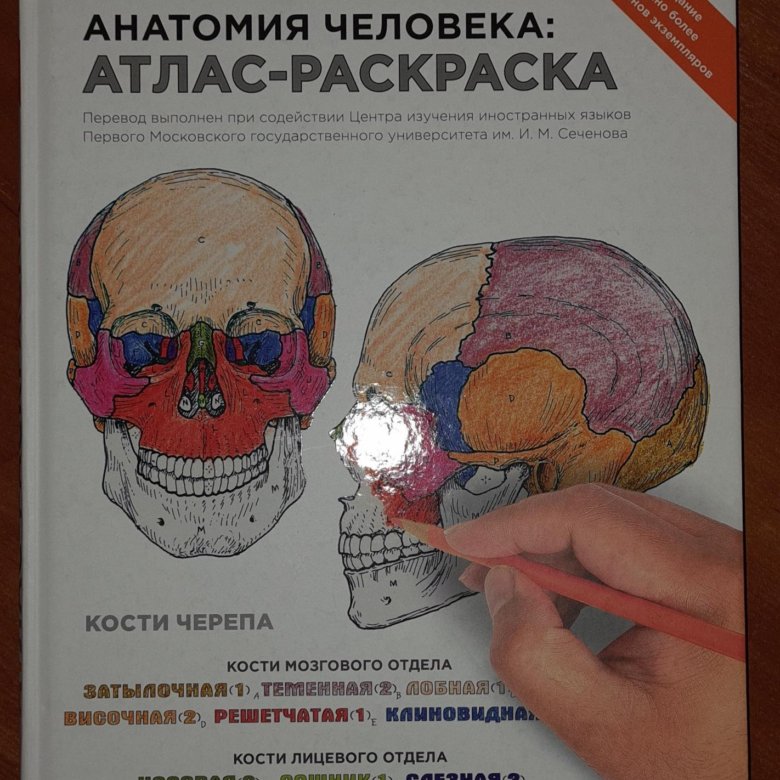 Элсон, Кэпит: Анатомия человека. Атлас-раскраска