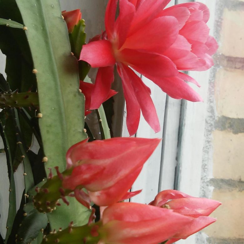 Лесной кактус эпифиллум – купить в Москве, цена 200 руб., дата ...