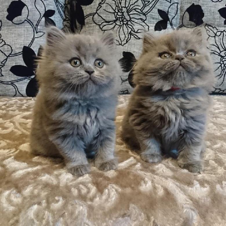 Купить Котенка Череповец На Авито Фото