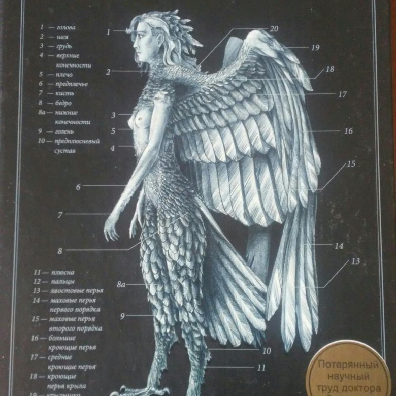 читать химера. потерянный научный труд доктора спенсера блэка. операция химера книга. лонс а. книга химера э.