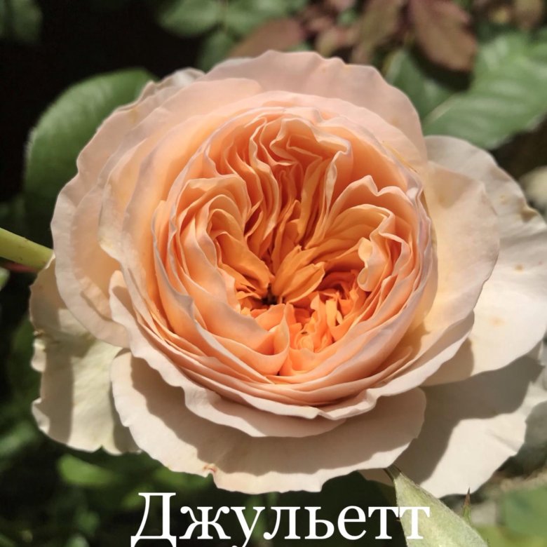 Саженцы роз – купить в Москве, цена 800 руб., дата размещения: 23.05. ...