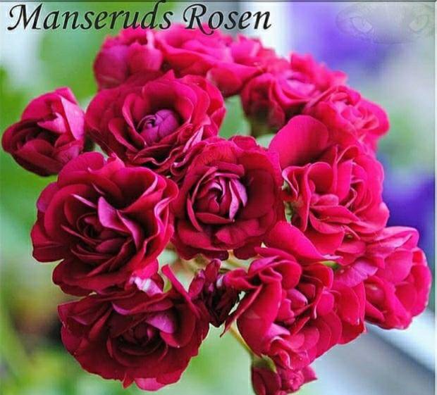 Monseruds rosen пеларгония фото и описание