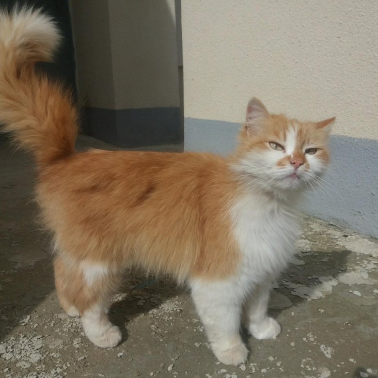 Саки кот. Саки кошки.